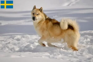 Mehr über den Artikel erfahren Grönlandhund Züchter und Welpen in Schweden