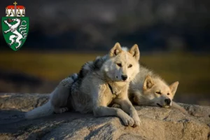 Mehr über den Artikel erfahren Grönlandhund Züchter und Welpen in der Steiermark