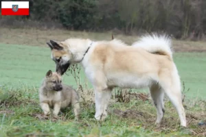 Mehr über den Artikel erfahren Grönlandhund Züchter und Welpen in Thüringen