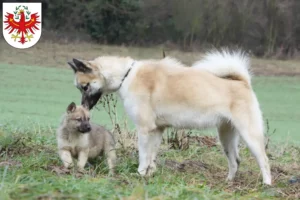 Mehr über den Artikel erfahren Grönlandhund Züchter und Welpen in Tirol