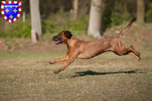 Mehr über den Artikel erfahren Hannoverscher Schweißhund Züchter und Welpen in Centre-Val de Loire