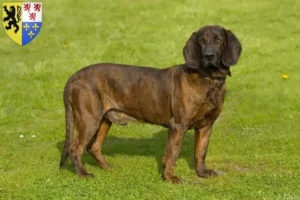 Mehr über den Artikel erfahren Hannoverscher Schweißhund Züchter und Welpen in Hauts-de-France