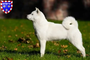 Mehr über den Artikel erfahren Hokkaido Züchter und Welpen in Centre-Val de Loire