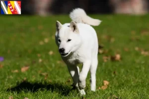 Mehr über den Artikel erfahren Hokkaido Züchter und Welpen in Grand Est