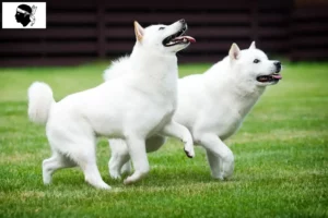 Mehr über den Artikel erfahren Hokkaido Züchter und Welpen auf Korsika