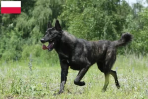 Mehr über den Artikel erfahren Hollandse Herdershond Züchter und Welpen in Polen