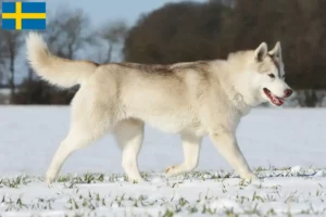 Mehr über den Artikel erfahren Husky Züchter und Welpen in Schweden