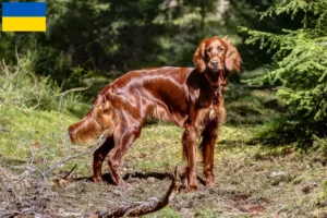 Mehr über den Artikel erfahren Irish Red Setter Züchter und Welpen in der Ukraine