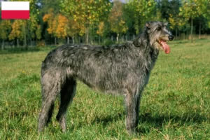 Mehr über den Artikel erfahren Irish Wolfhound Züchter und Welpen in Polen