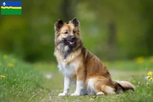 Mehr über den Artikel erfahren Islandhund Züchter und Welpen in Flevoland
