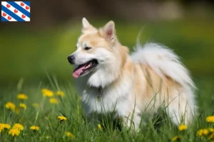 Mehr über den Artikel erfahren Islandhund Züchter und Welpen in Friesland