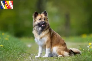 Mehr über den Artikel erfahren Islandhund Züchter und Welpen in Grand Est