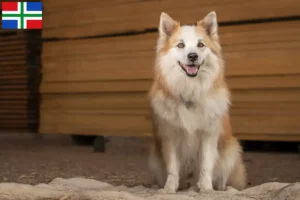 Mehr über den Artikel erfahren Islandhund Züchter und Welpen in Groningen