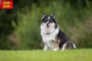 Mehr über den Artikel erfahren Islandhund Züchter und Welpen in der Normandie