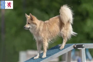 Mehr über den Artikel erfahren Islandhund Züchter und Welpen in Nouvelle-Aquitaine