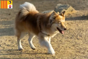 Mehr über den Artikel erfahren Islandhund Züchter und Welpen in der Provence-Alpes-Côte d’Azur