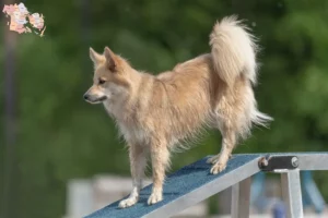 Mehr über den Artikel erfahren Islandhund Züchter und Welpen in Syddanmark