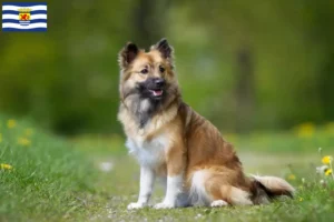 Mehr über den Artikel erfahren Islandhund Züchter und Welpen in Zeeland