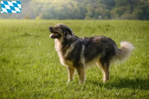 Mehr über den Artikel erfahren Karst-Schäferhund Züchter und Welpen in Bayern