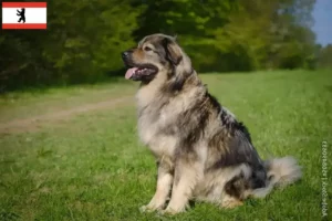 Mehr über den Artikel erfahren Karst-Schäferhund Züchter und Welpen in Berlin