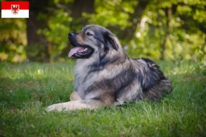 Mehr über den Artikel erfahren Karst-Schäferhund Züchter und Welpen in Brandenburg