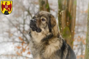 Mehr über den Artikel erfahren Karst-Schäferhund Züchter und Welpen im Burgenland