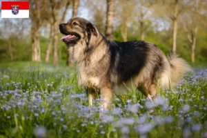 Mehr über den Artikel erfahren Karst-Schäferhund Züchter und Welpen in Hessen