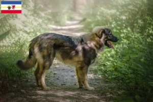 Mehr über den Artikel erfahren Karst-Schäferhund Züchter und Welpen in Mecklenburg-Vorpommern