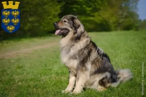 Mehr über den Artikel erfahren Karst-Schäferhund Züchter und Welpen in Niederösterreich