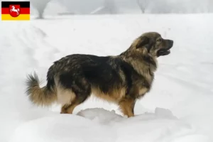 Mehr über den Artikel erfahren Karst-Schäferhund Züchter und Welpen in Niedersachsen