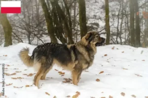 Mehr über den Artikel erfahren Karst-Schäferhund Züchter und Welpen in Polen