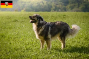 Mehr über den Artikel erfahren Karst-Schäferhund Züchter und Welpen im Saarland