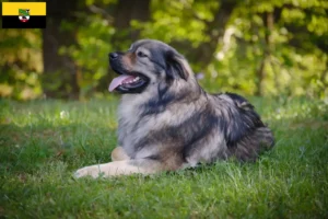 Mehr über den Artikel erfahren Karst-Schäferhund Züchter und Welpen in Sachsen-Anhalt