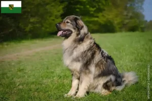 Mehr über den Artikel erfahren Karst-Schäferhund Züchter und Welpen in Sachsen