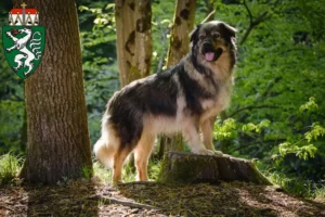 Mehr über den Artikel erfahren Karst-Schäferhund Züchter und Welpen in der Steiermark