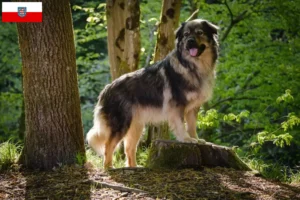 Mehr über den Artikel erfahren Karst-Schäferhund Züchter und Welpen in Thüringen