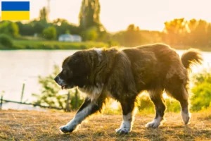 Mehr über den Artikel erfahren Kaukasischer Schäferhund Züchter und Welpen in der Ukraine