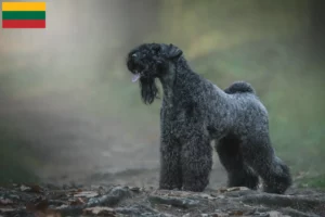 Mehr über den Artikel erfahren Kerry Blue Terrier Züchter und Welpen in Litauen