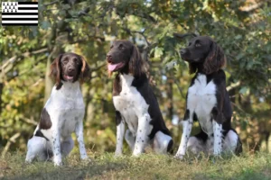 Mehr über den Artikel erfahren Kleiner Münsterländer Züchter und Welpen in der Bretagne