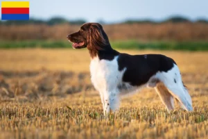 Mehr über den Artikel erfahren Kleiner Münsterländer Züchter und Welpen in Nordholland