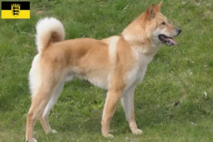 Mehr über den Artikel erfahren Korea Jindo Dog Züchter und Welpen in Baden-Württemberg