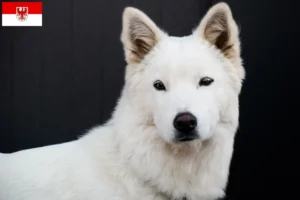 Mehr über den Artikel erfahren Korea Jindo Dog Züchter und Welpen in Brandenburg