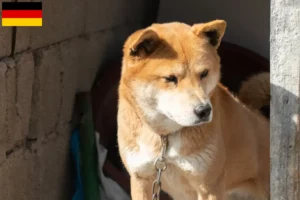 Mehr über den Artikel erfahren Korea Jindo Dog Züchter und Welpen in Deutschland