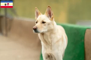 Mehr über den Artikel erfahren Korea Jindo Dog Züchter und Welpen in Mecklenburg-Vorpommern