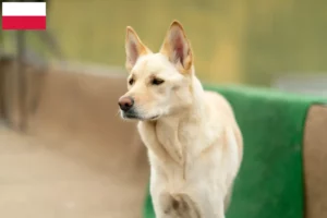Mehr über den Artikel erfahren Korea Jindo Dog Züchter und Welpen in Polen