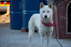 Mehr über den Artikel erfahren Korea Jindo Dog Züchter und Welpen im Saarland