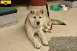Mehr über den Artikel erfahren Korea Jindo Dog Züchter und Welpen in Sachsen-Anhalt