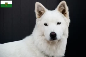 Mehr über den Artikel erfahren Korea Jindo Dog Züchter und Welpen in Sachsen