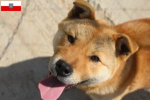 Mehr über den Artikel erfahren Korea Jindo Dog Züchter und Welpen in Thüringen