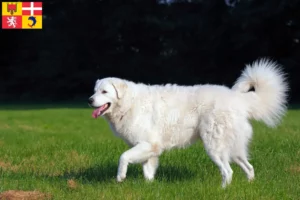 Mehr über den Artikel erfahren Kuvasz Züchter und Welpen in Auvergne-Rhône-Alpes